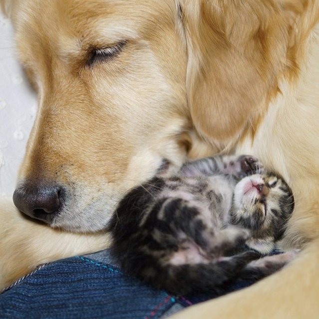 Приемный котенок и его новая мама