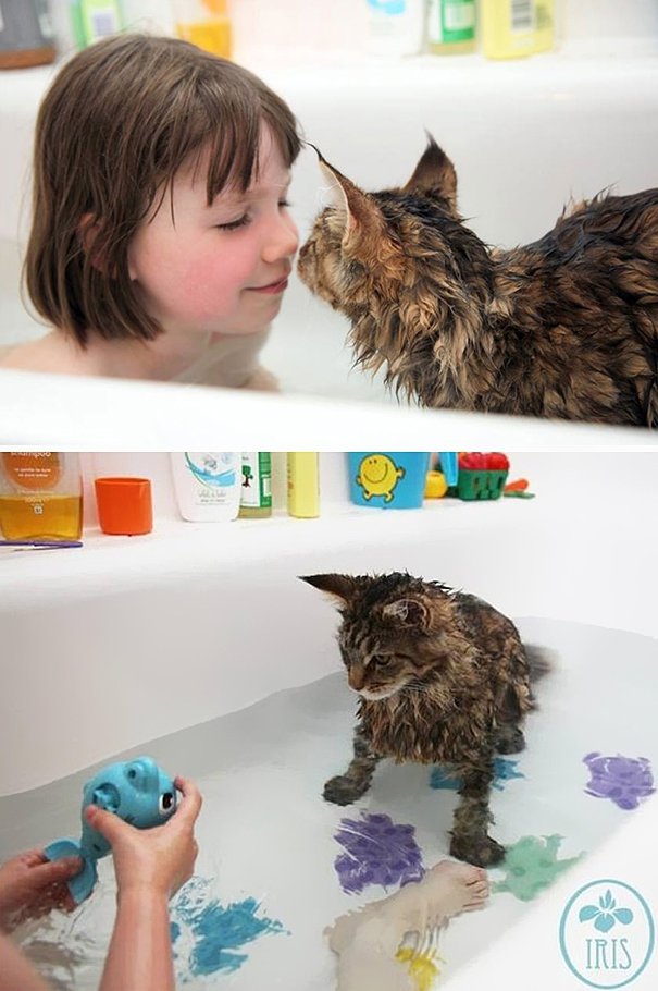 Коты, которые не боятся воды