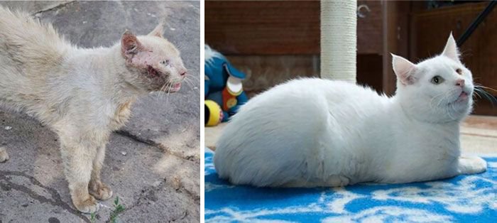 Коты до и после спасения