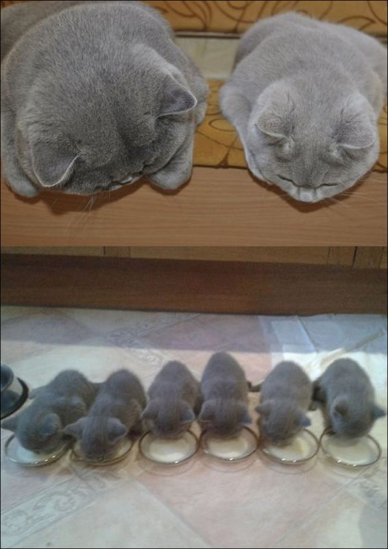 Кошки и их миниатюрные копии