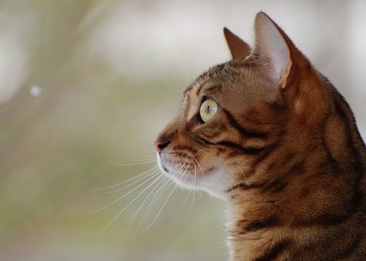 Девять способов свести хозяина с ума для котов