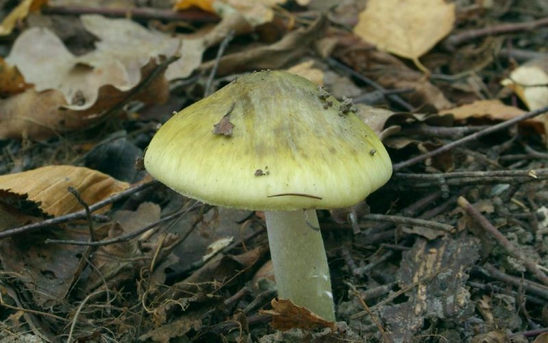 10 видов ядовитых грибов, которые растут в России