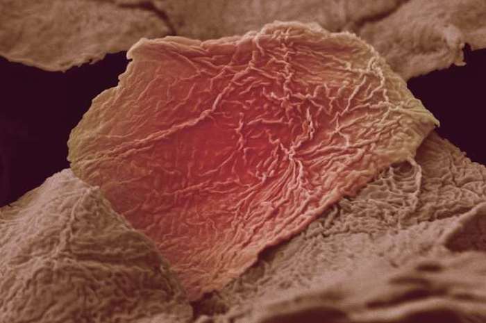 Части человеческого организма под микроскопом