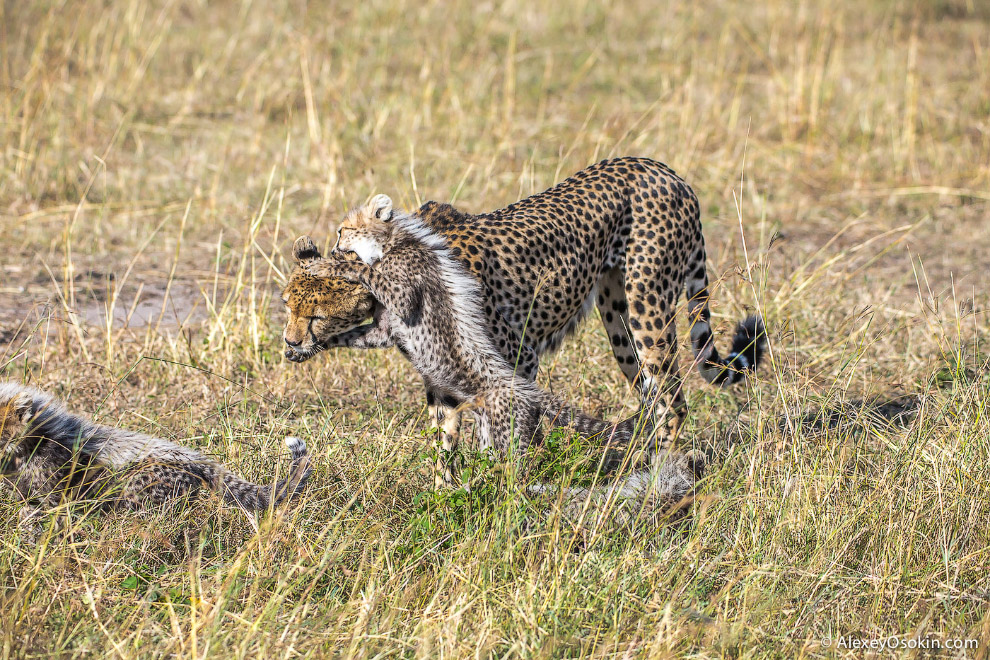 Из жизни матери гепарда