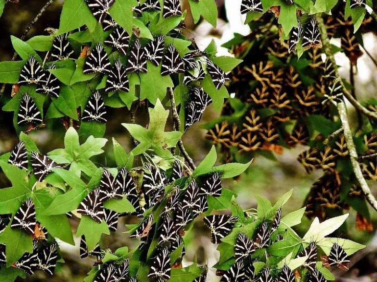 Долина бабочек в Греции