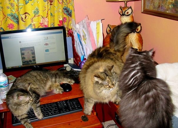 Кошки, которые игнорируют ваше личное пространство