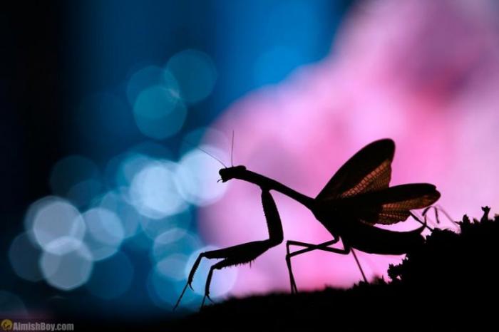 Мир насекомых на фотографиях Надава Багима