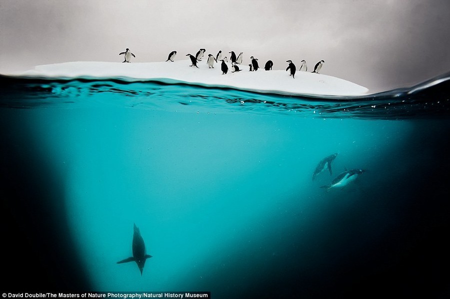 Удивительные снимки от победителей конкурса Wildlife Photographer of The Year 2015