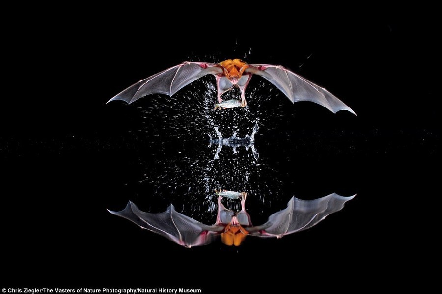Удивительные снимки от победителей конкурса Wildlife Photographer of The Year 2015