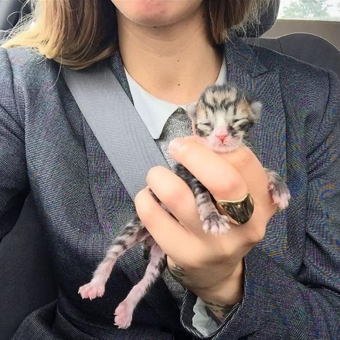 Девушка, которая спасает котят