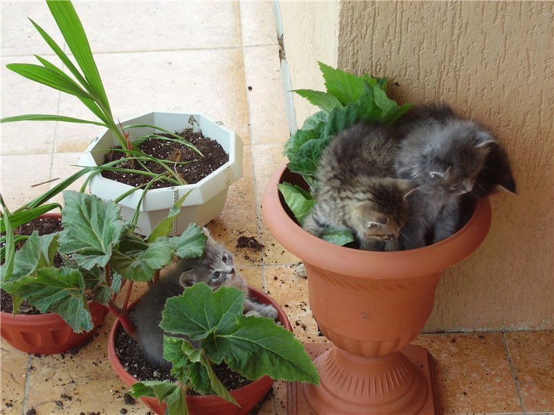 Коты, которые обожают цветы и цветочные горшки