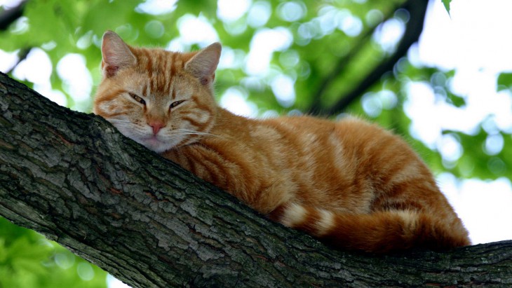 10 увлекательных фактов о кошачьей стратегии выживания в городах