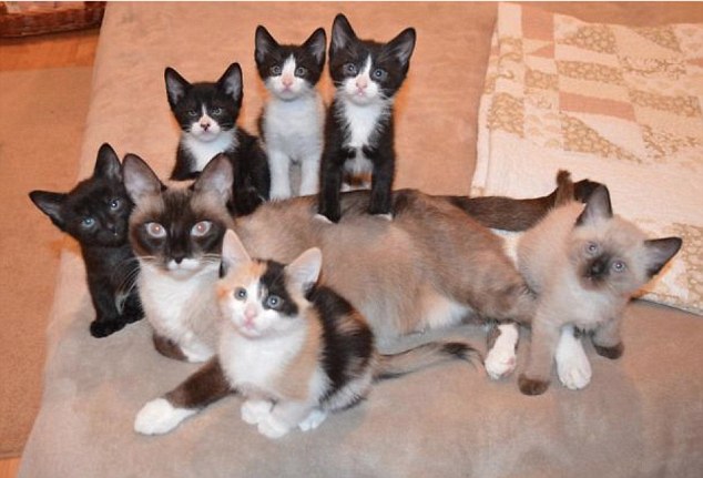 Коты и кошки умеют правильно проводить время в кругу семьи