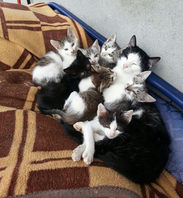 Коты и кошки умеют правильно проводить время в кругу семьи