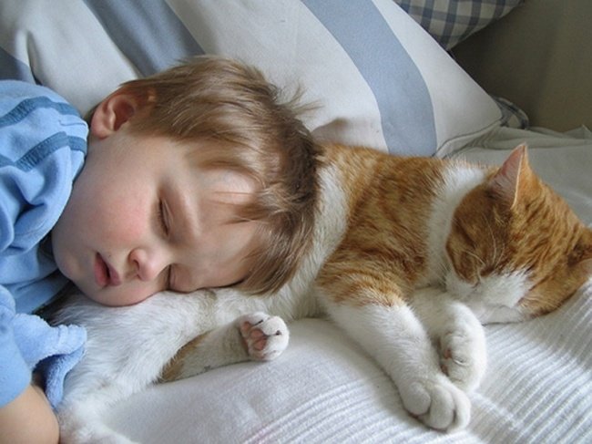 Коты и маленькие дети