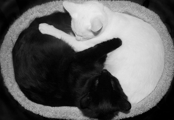 Кошки инь и ян: черные и белые они кажутся одним целым