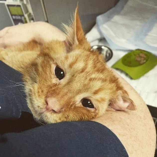 Спасение самого несчастного кота: до и после приюта
