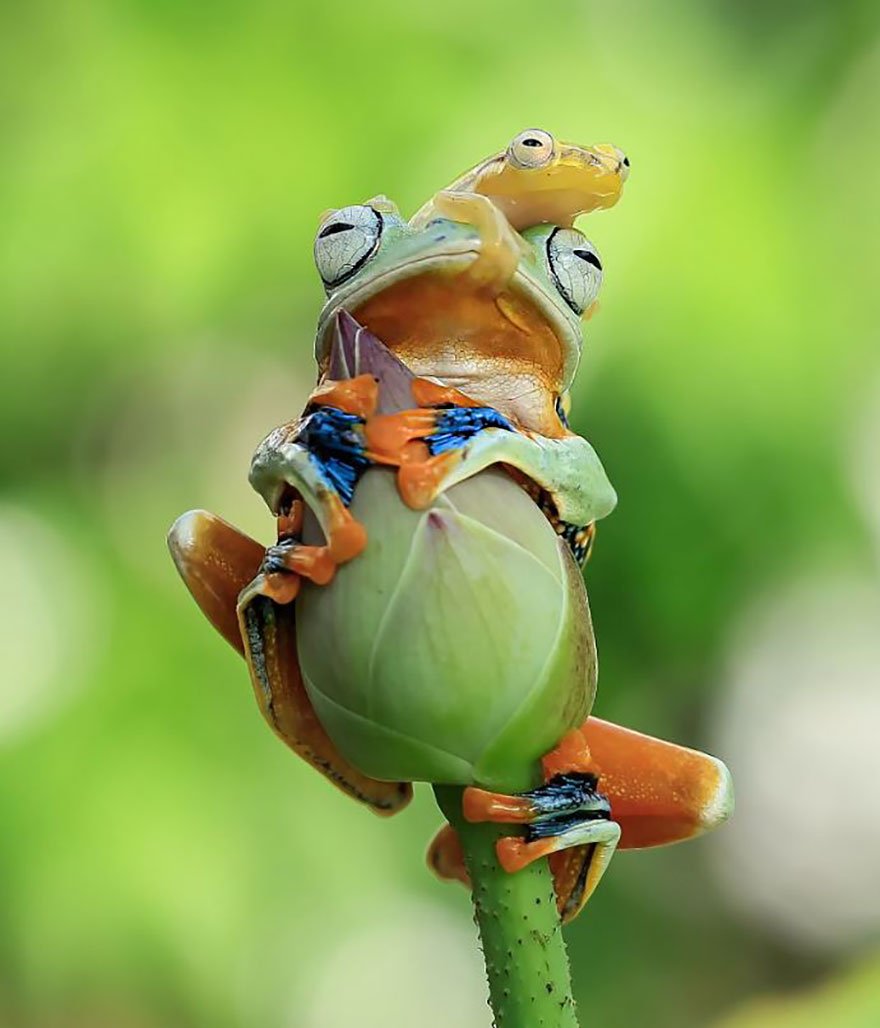 Индонезийский фотограф Tanto Yensen снял лягушек по-новому