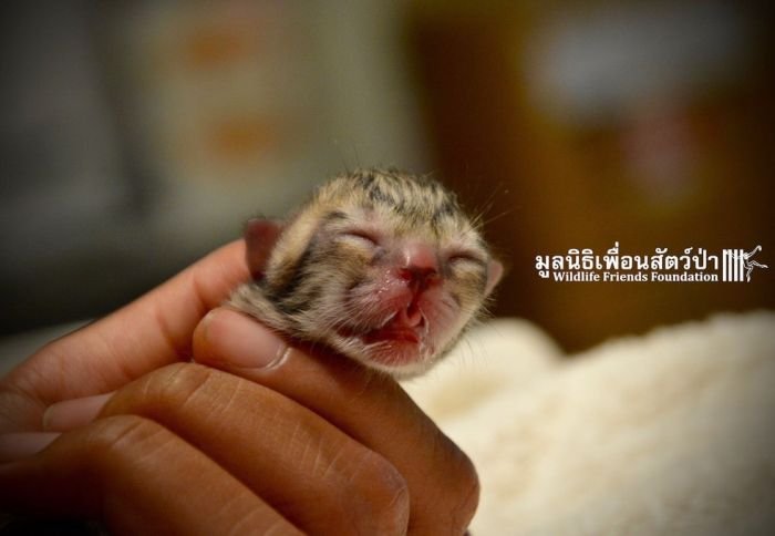 Найденный на улице Таиланда котенок оказался не совсем обычным