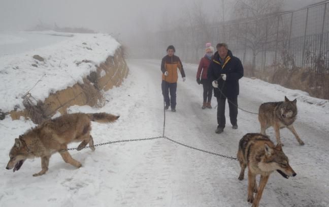 Бизнесмен из Китая содержит волчью стаю в 150 голов