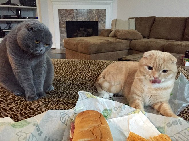 Когда коты охотятся за вашей едой