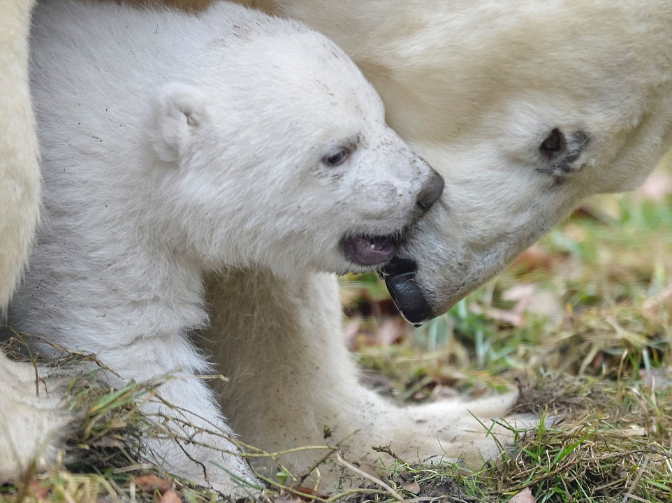 Первые шаги белого медвежонка в зоопарке Германии