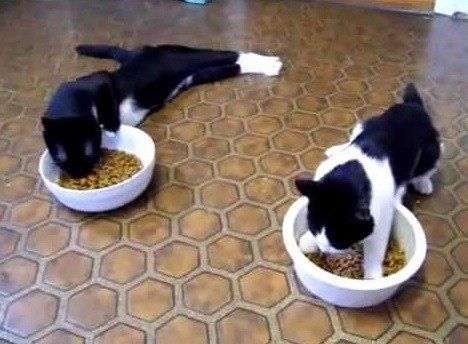 Кошки, которые разучились правильно есть