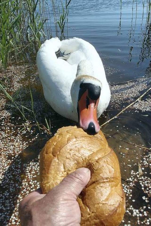 Забавные животные на фотографиях