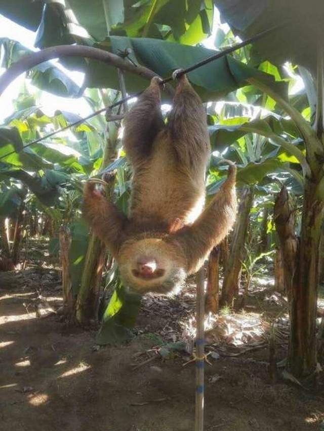Забавные животные на фотографиях