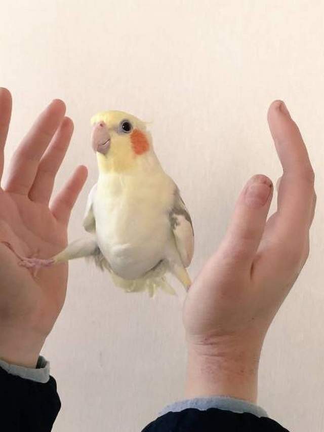 Забавные животные на фотографиях