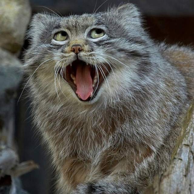 Забавные животные на фотографиях