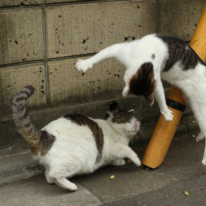 Фотографии бездомных котов Токио