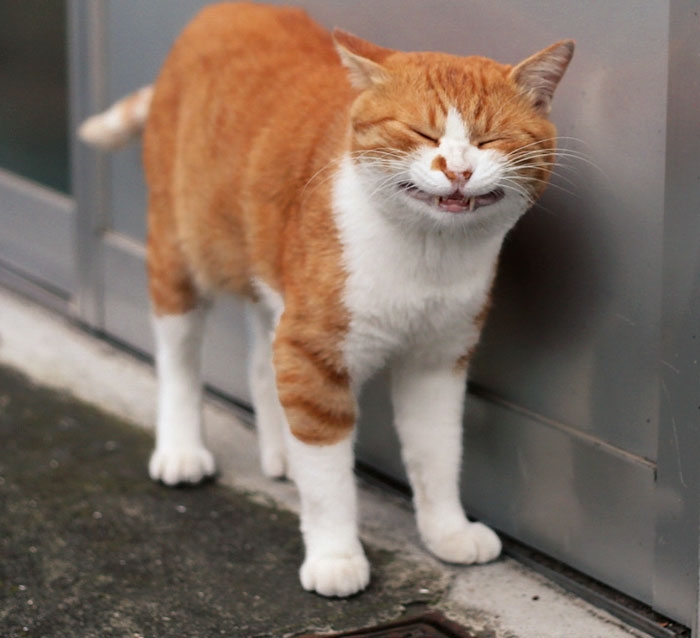 Фотографии бездомных котов Токио