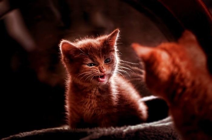 Сердитые и очаровательные котята