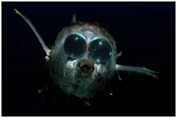 Невероятные монстры из океанских глубин