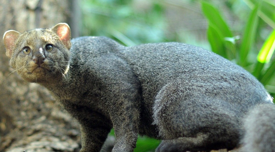 10 редких диких котов, о которых мало кто слышал