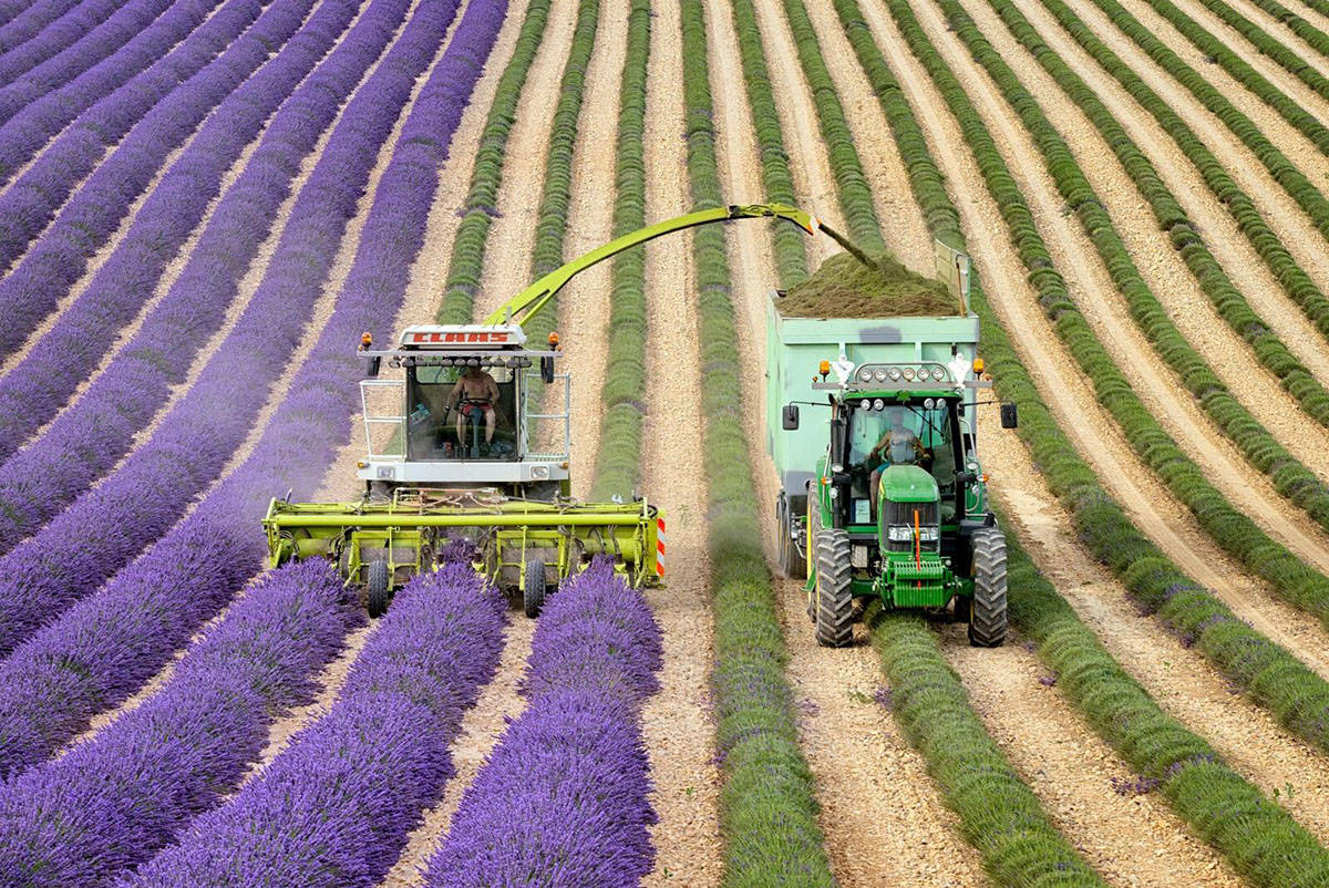 Image result for lavender harvest