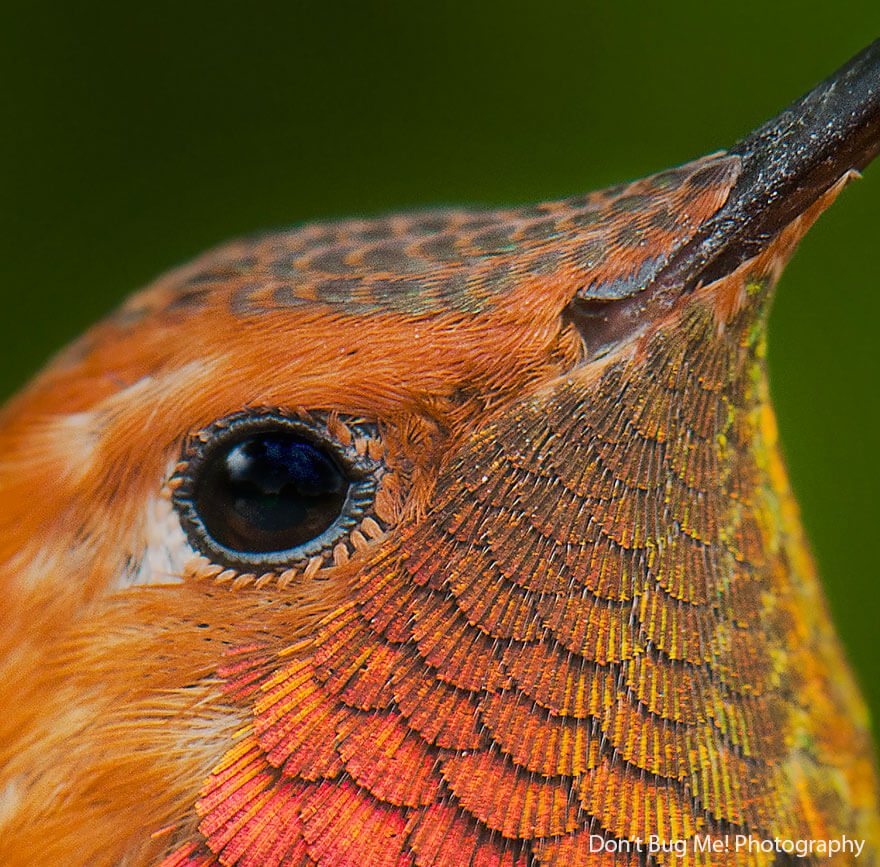 Яркие и красочные колибри
