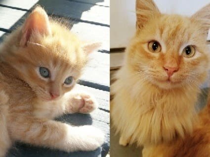 Котята подросли: тогда и сейчас