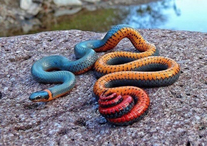 Змеи гораздо страшнее и красивее, чем вы думаете