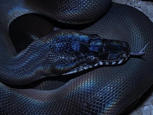 Змеи гораздо страшнее и красивее, чем вы думаете