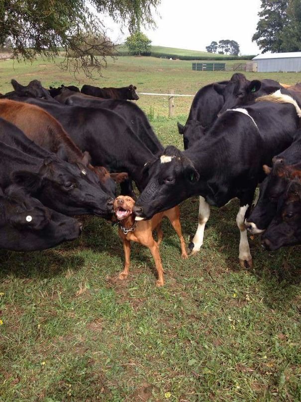 Коровы — это просто большие собаки