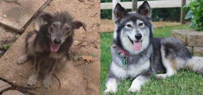 Животные, которых приютили: до и после