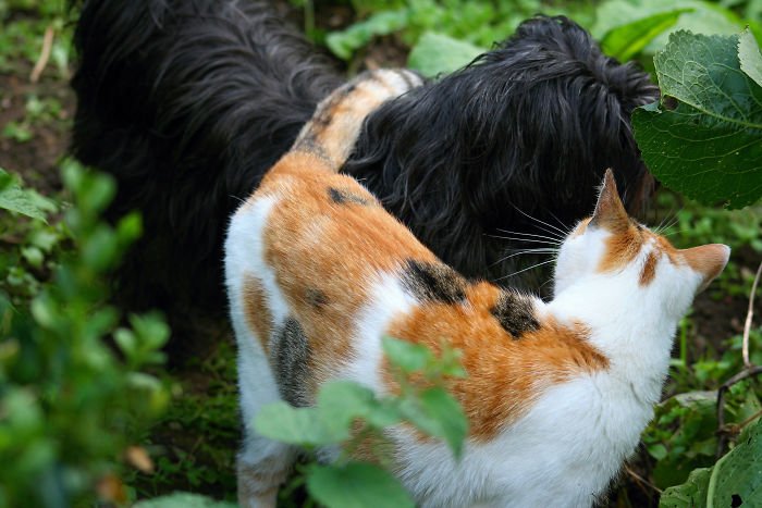 Дружба кошек и собак