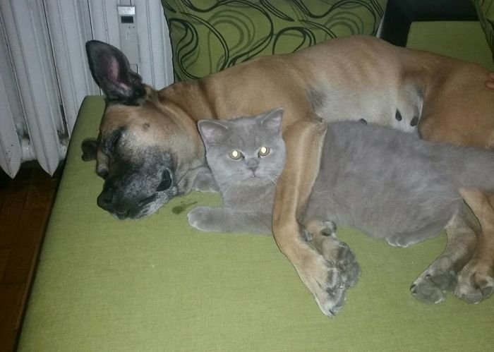 Дружба кошек и собак