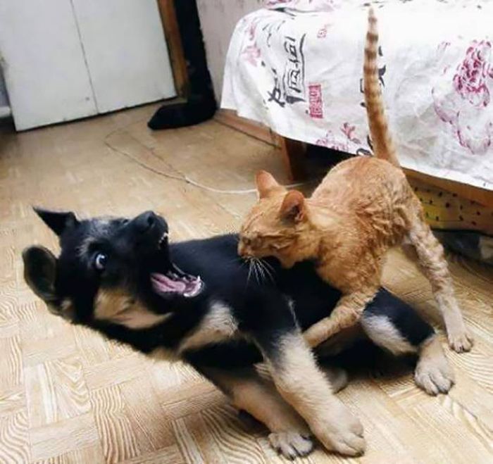 Непростые отношения между кошками и собаками