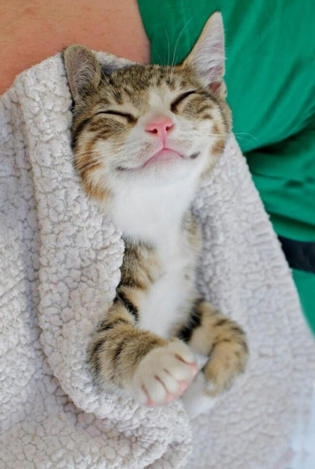 Милые котики улыбаются