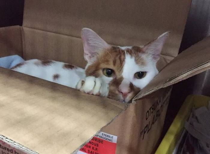 Ветеринары создают невероятные картонные домики для своего кота