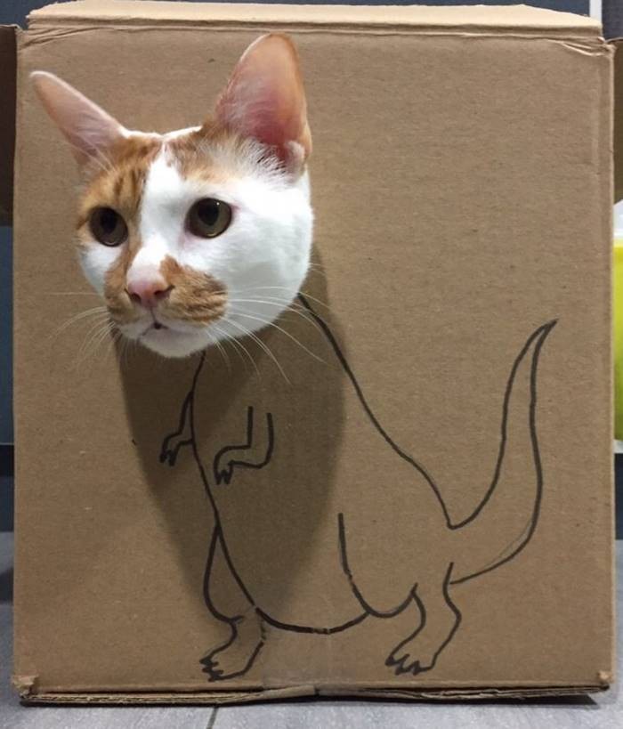 Ветеринары создают невероятные картонные домики для своего кота