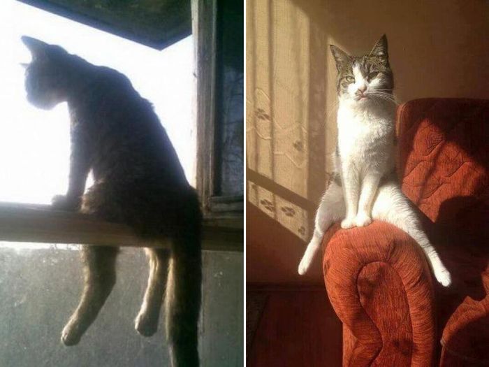 Коты, которые научились сидеть по-человечески